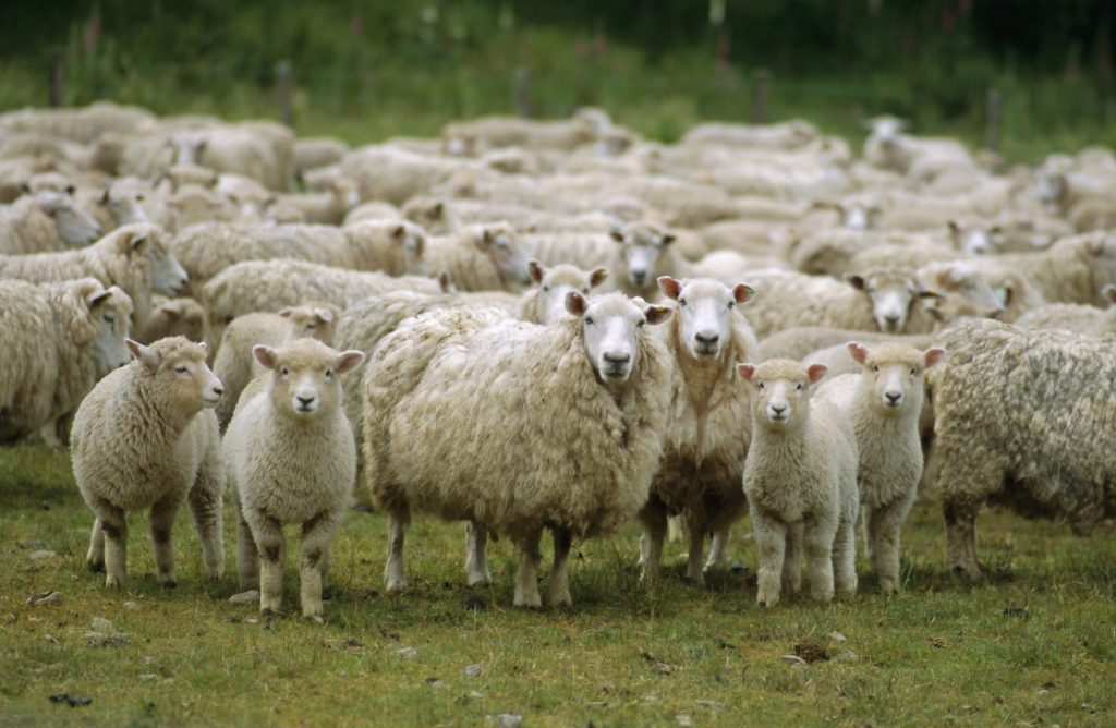 Dont be a sheep – start thinking for yourself!