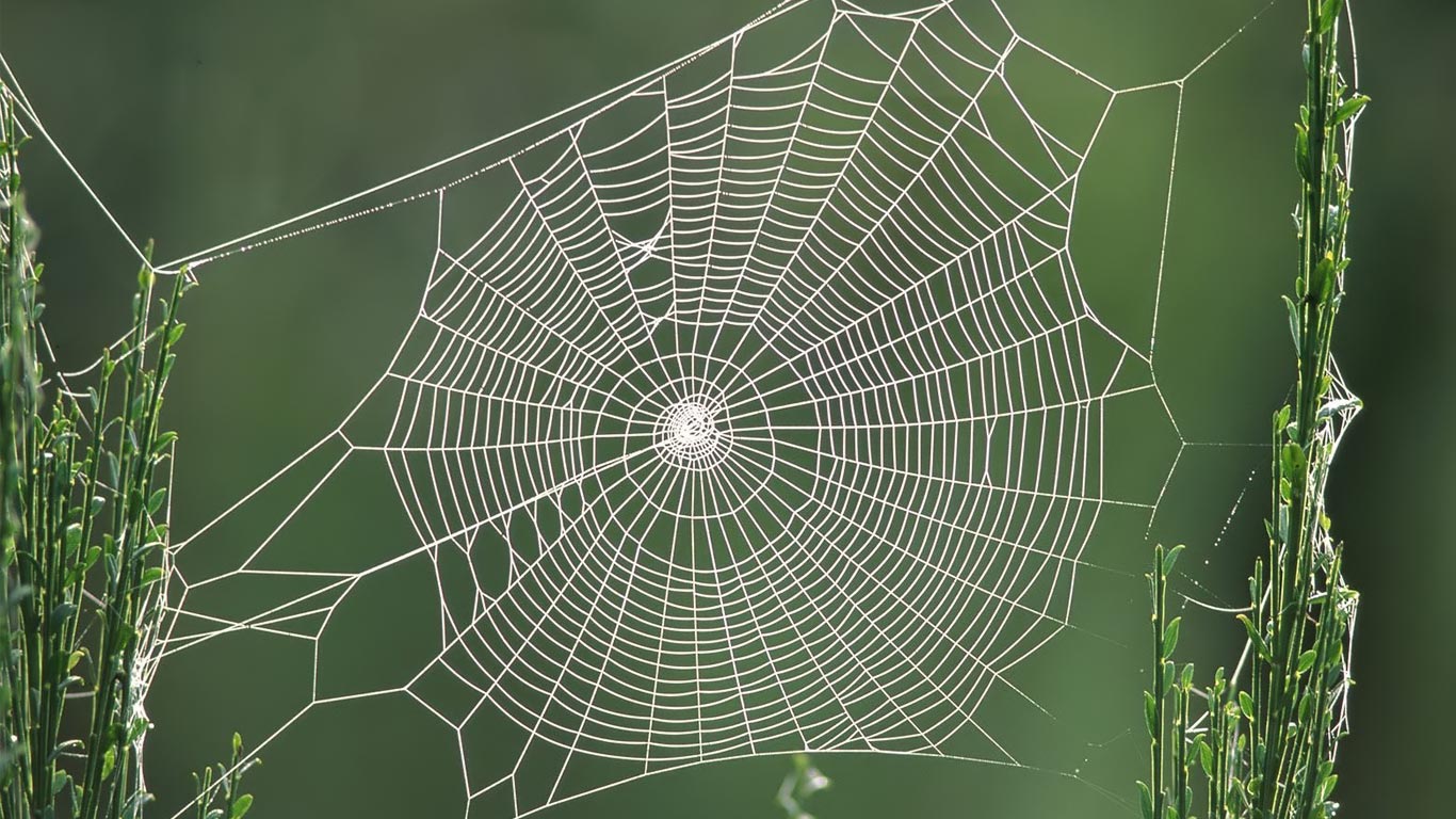 Spider Web Holy Quran