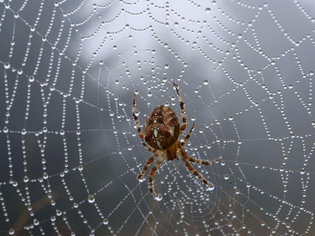 Animals in the Holy Quran – The Spider