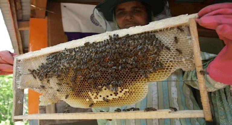 Honey-bee farm funded by Ramadan giving, Pakistan