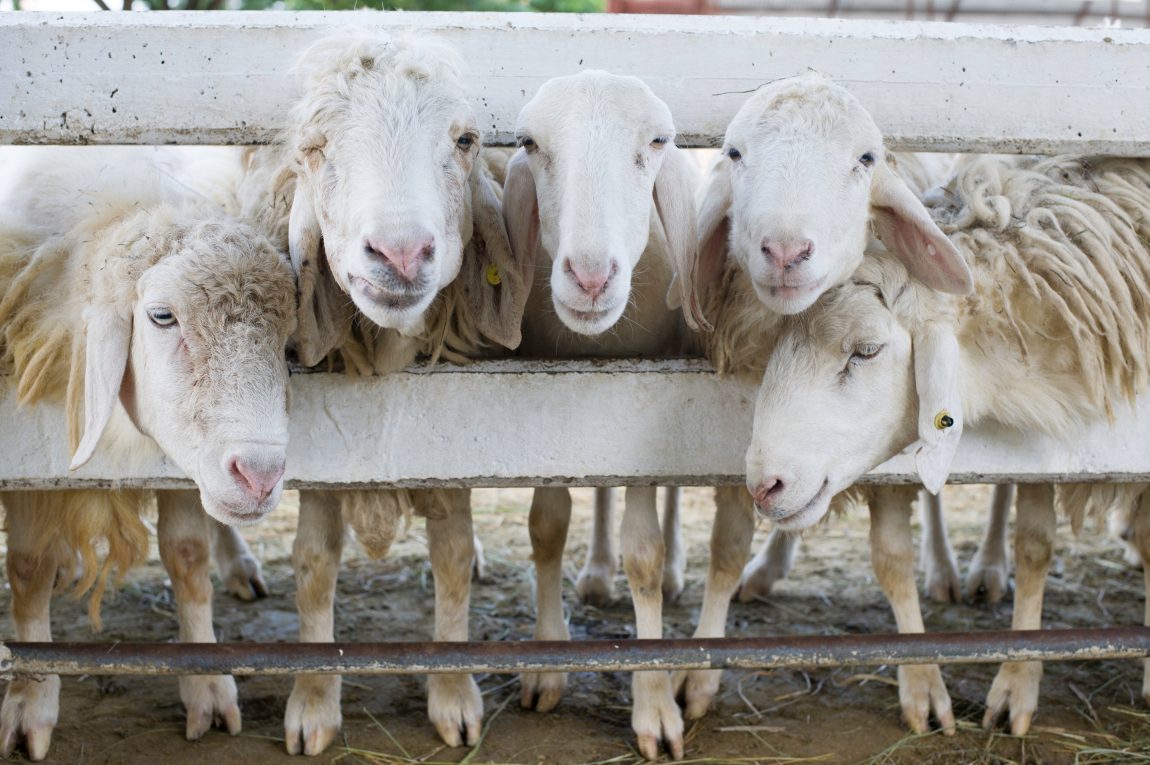 The Best 26 Muslim Podcasts To Listen To In 2023! The Muslim Vibe